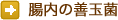 腸内の善玉菌